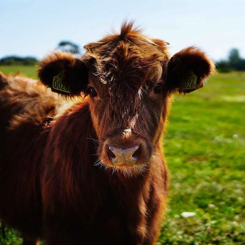 Cow