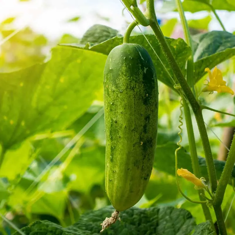 cucumber