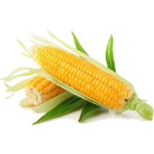 Organic Sweet Corn